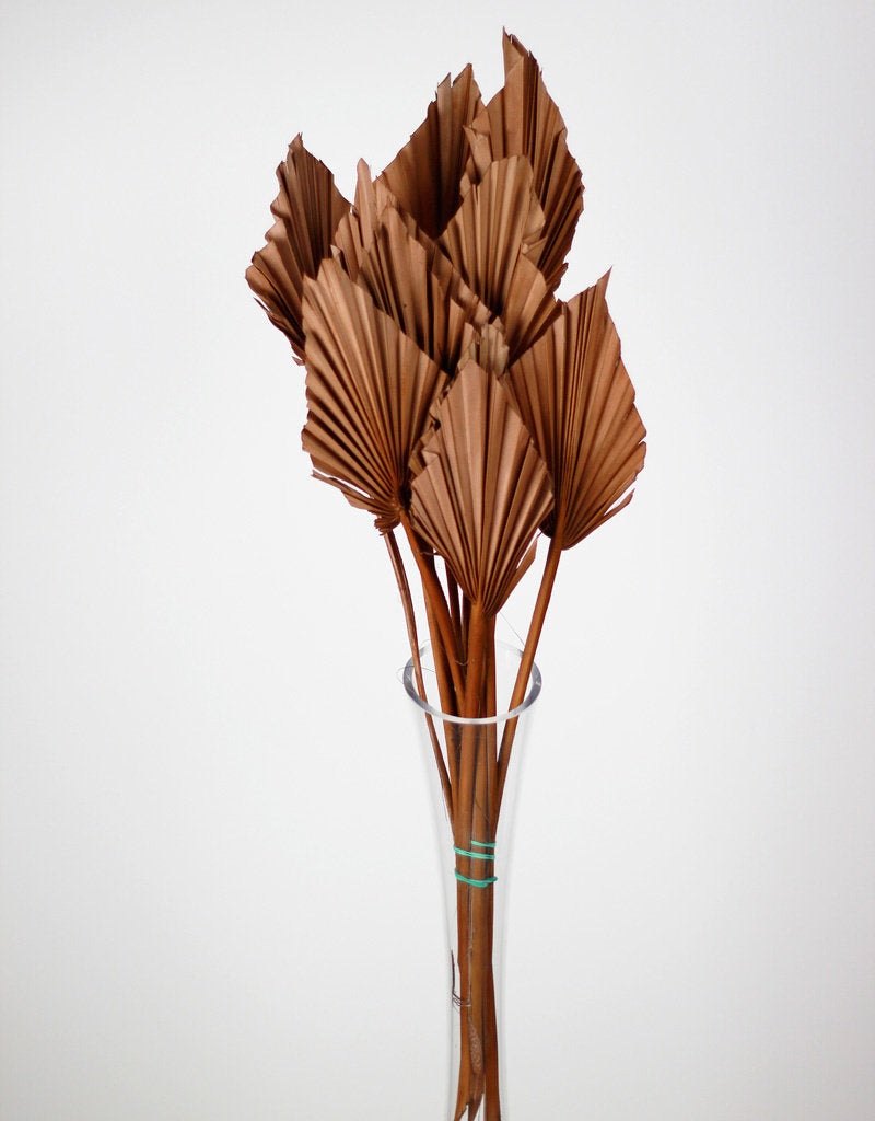 Dried Palm Spears - Choco Brown UK