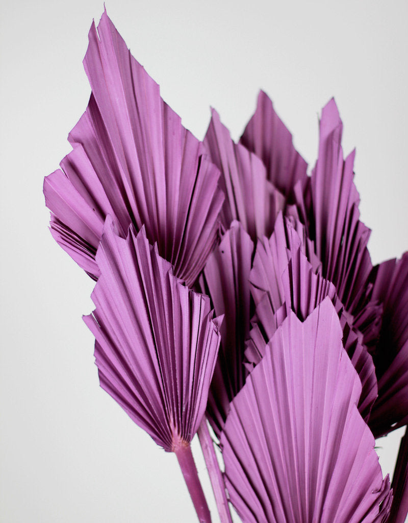 Dried Palm Spears - Purple, 10 Stems, 50 cm