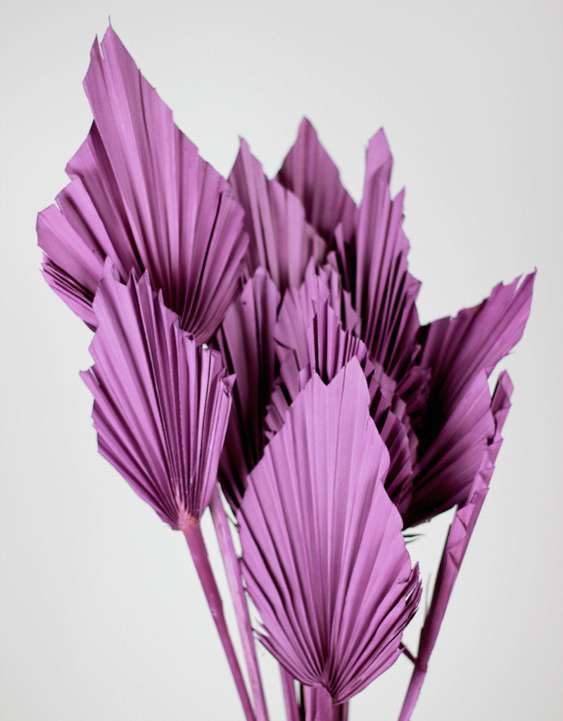 Dried Palm Spears - Purple, 10 Stems