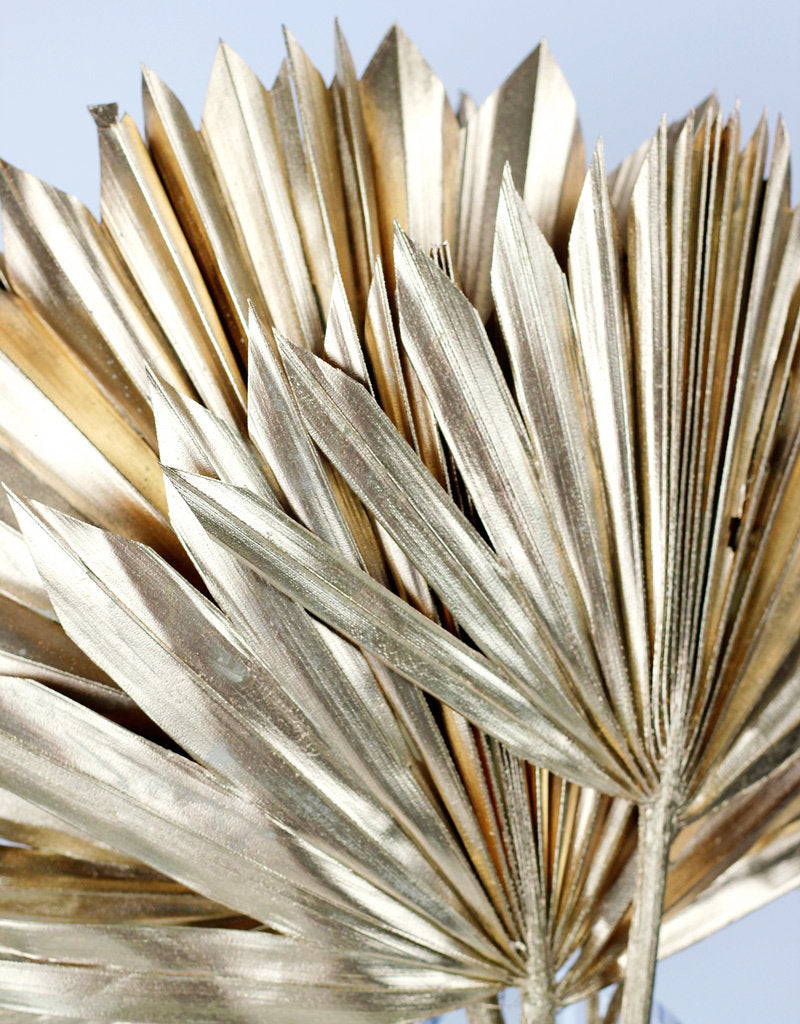 Dried Palm Sun - Antique Gold, 6 Stems