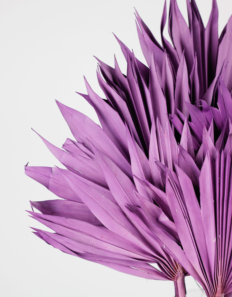 Dried Palm Sun - Lilac, 6 Stems, 60 cm