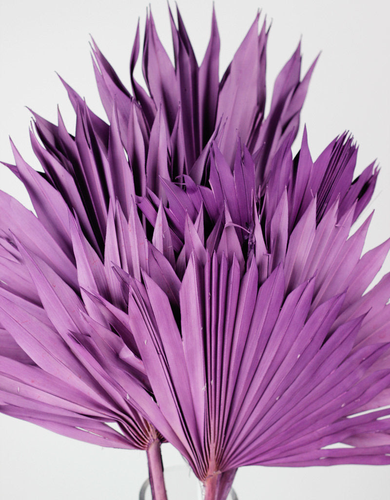 Dried Palm Sun - Lilac, 6 Stems