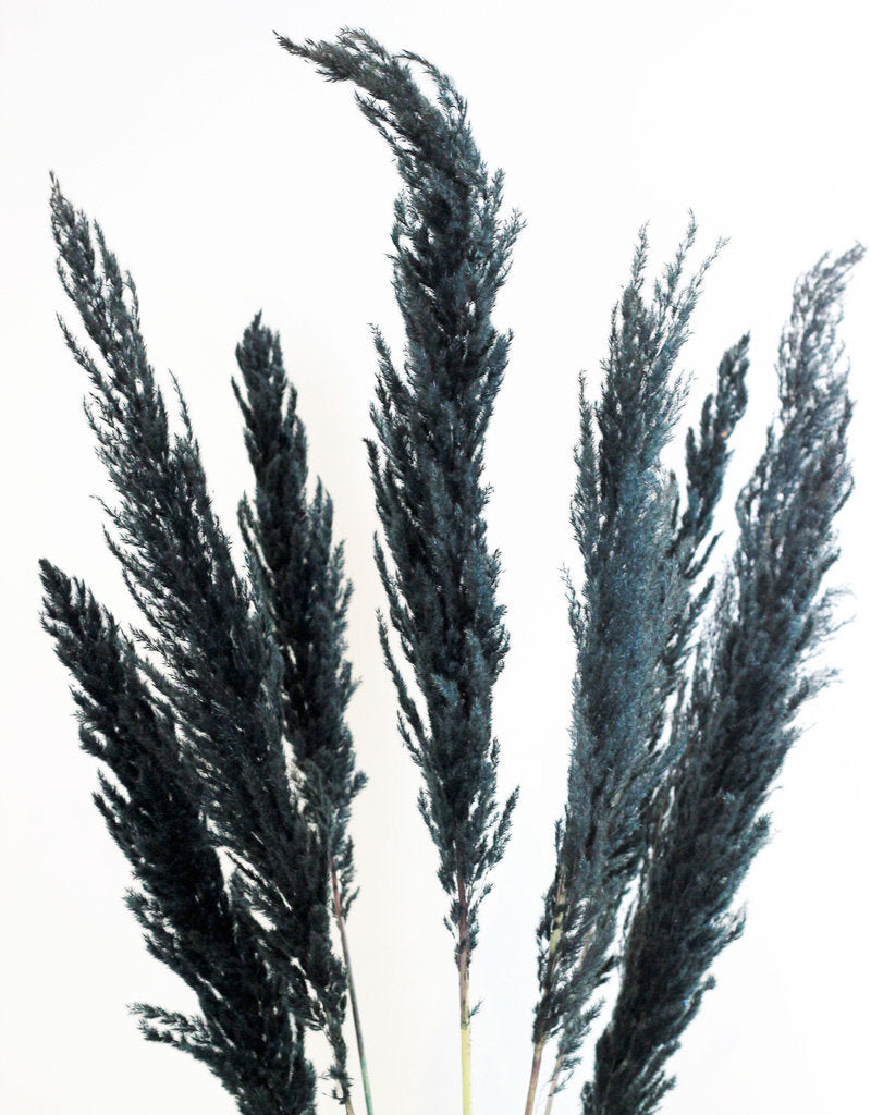 Black Dried Pampas Grass Stem XL, 120 cm l Dried Cortaderia – Dried Flowers  Decor