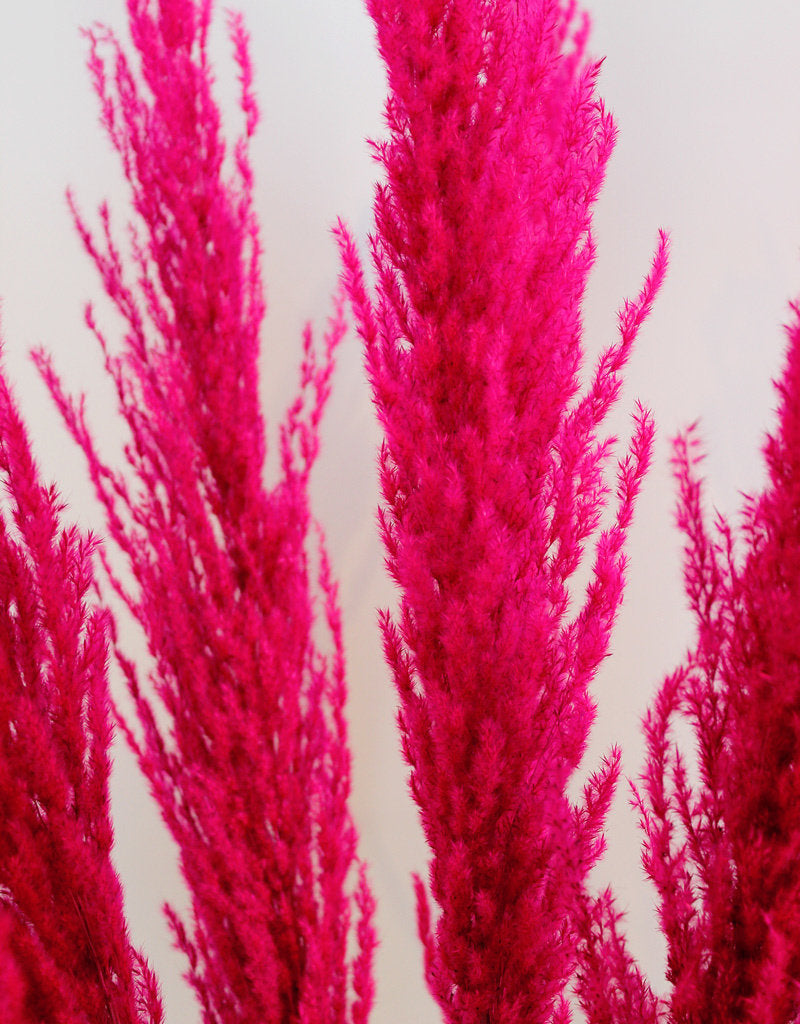 Buy Dried Pampas Grass - Cerise Pink