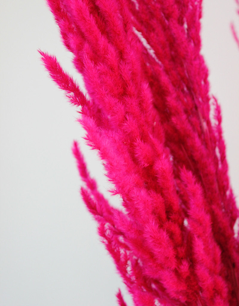 Dried Pampas Grass - Cerise Pink