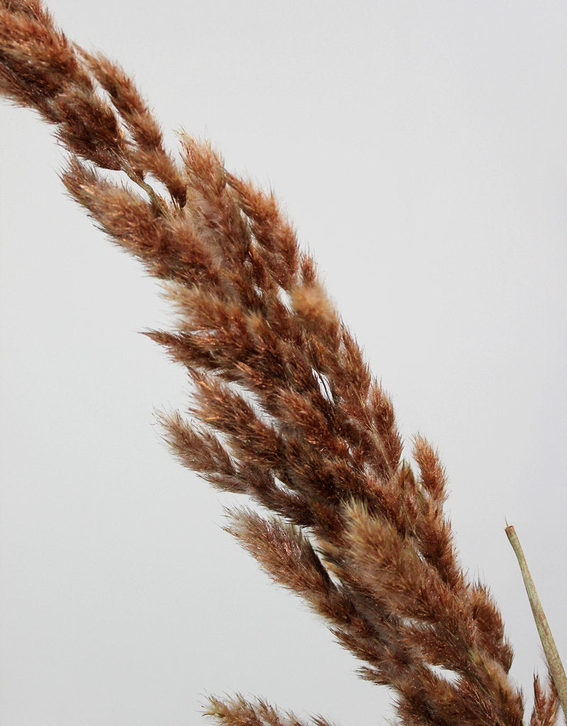 Dried Pampas Grass - Copper, 8 Stems in UK
