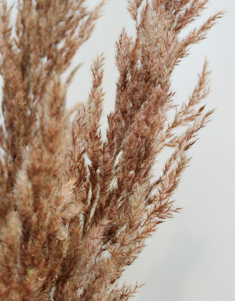 Dried Pampas Grass - Copper, 8 Stems