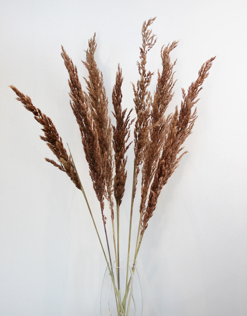Dried Pampas Grass - Copper, 8 Stems, 120cm