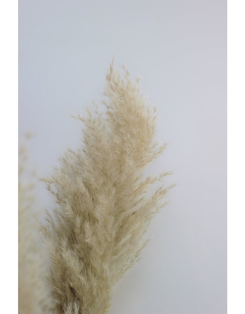 Dried Pampas Grass - Evita Natural, 2 Stems, 140 cm in UK