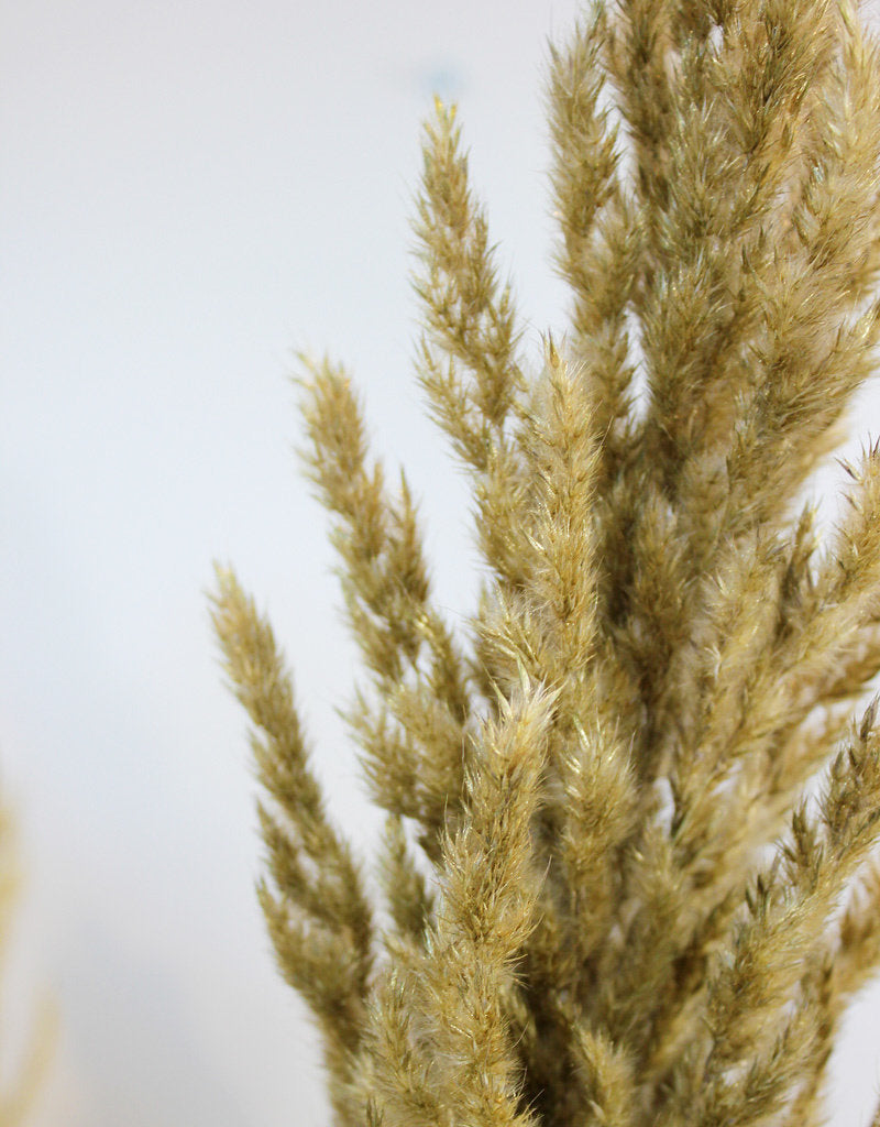 Dried Pampas Grass - Gold, 8 Stems in UK
