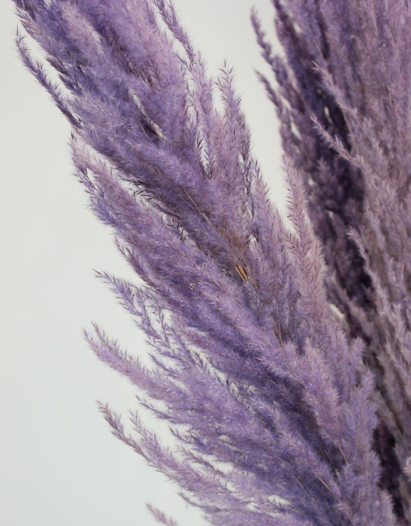 Dried Pampas Grass - Lilac, 8 Stems in UK