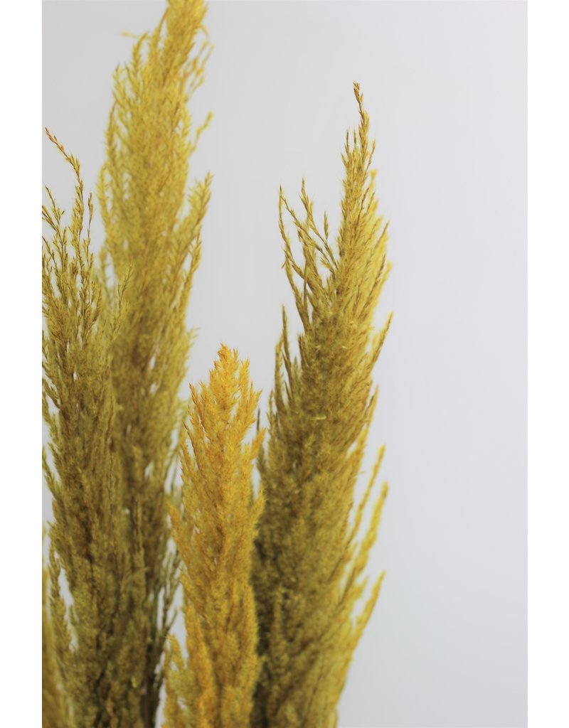 Dried Pampas Grass - Mustard Yellow, 8 Stems