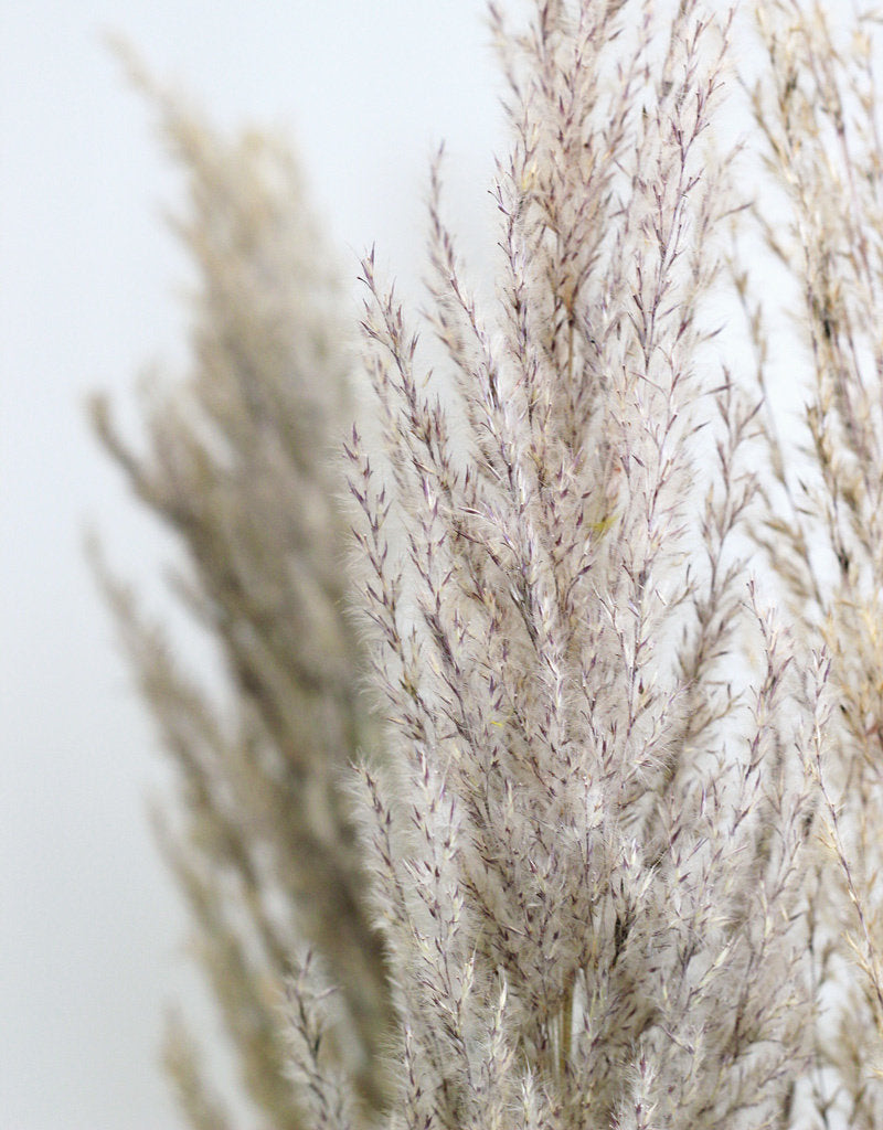 Dried Pampas Grass - Natural, 8 Stems