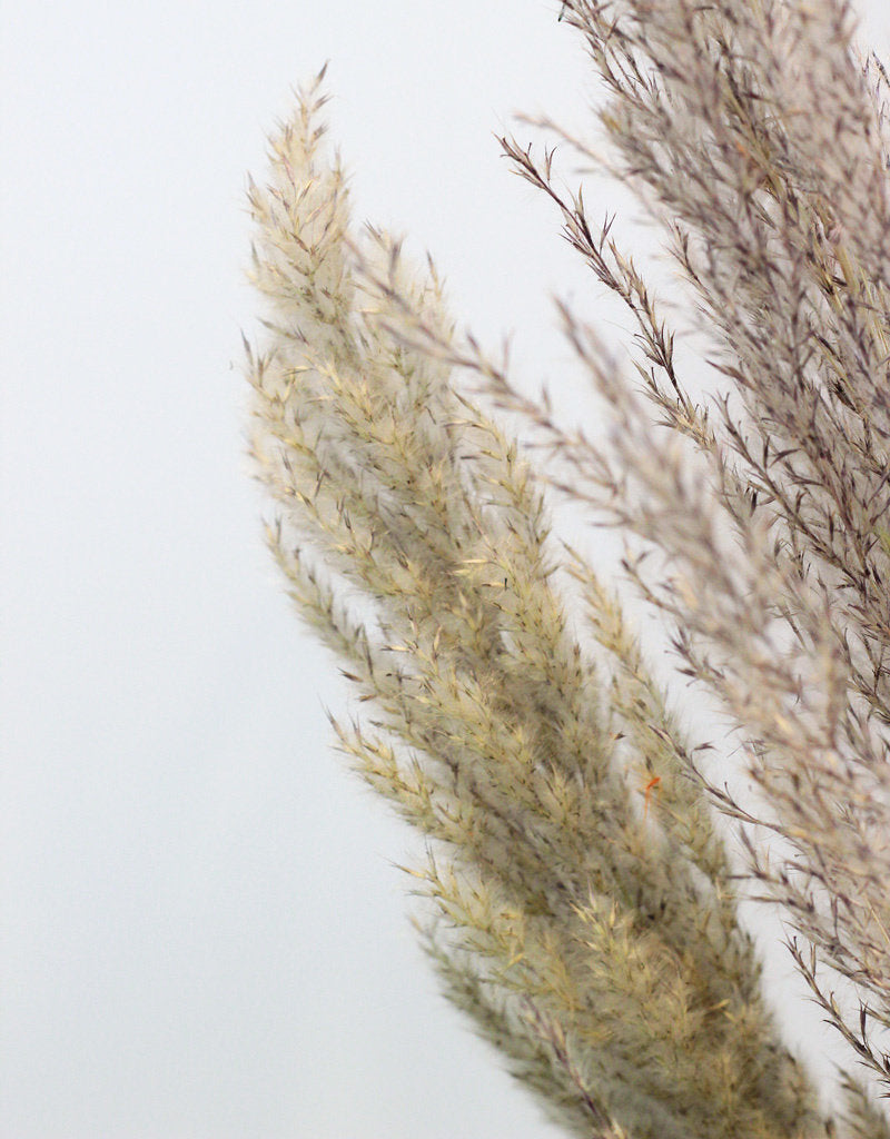 Dried Pampas Grass - Natural, 8 Stems, 120 cm in UK