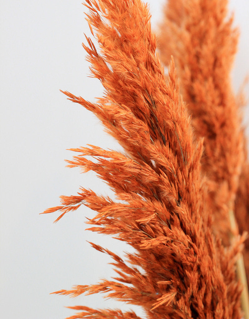 Dried Pampas Grass - Orange, 8 Stems