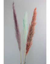 Dried Pampas Grass - Pastel Mix, 3 Stems, 120 cm