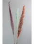 Dried Pampas Grass - Pastel Mix, 3 Stems, 120 cm