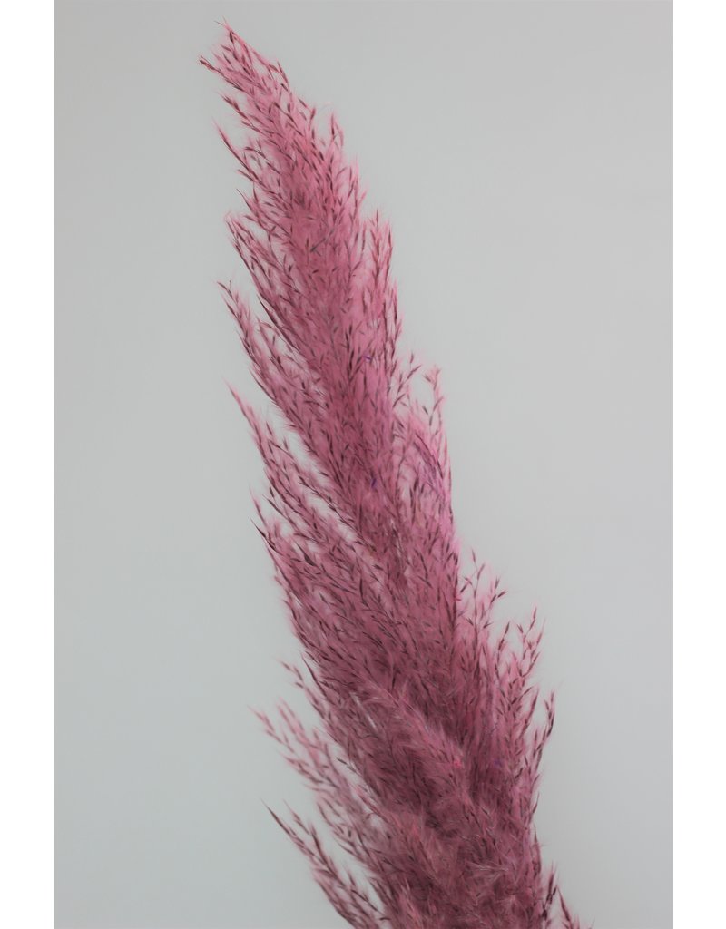 Dried Pampas Grass - Rich Colour Mix, 3 Stems, lowest prices
