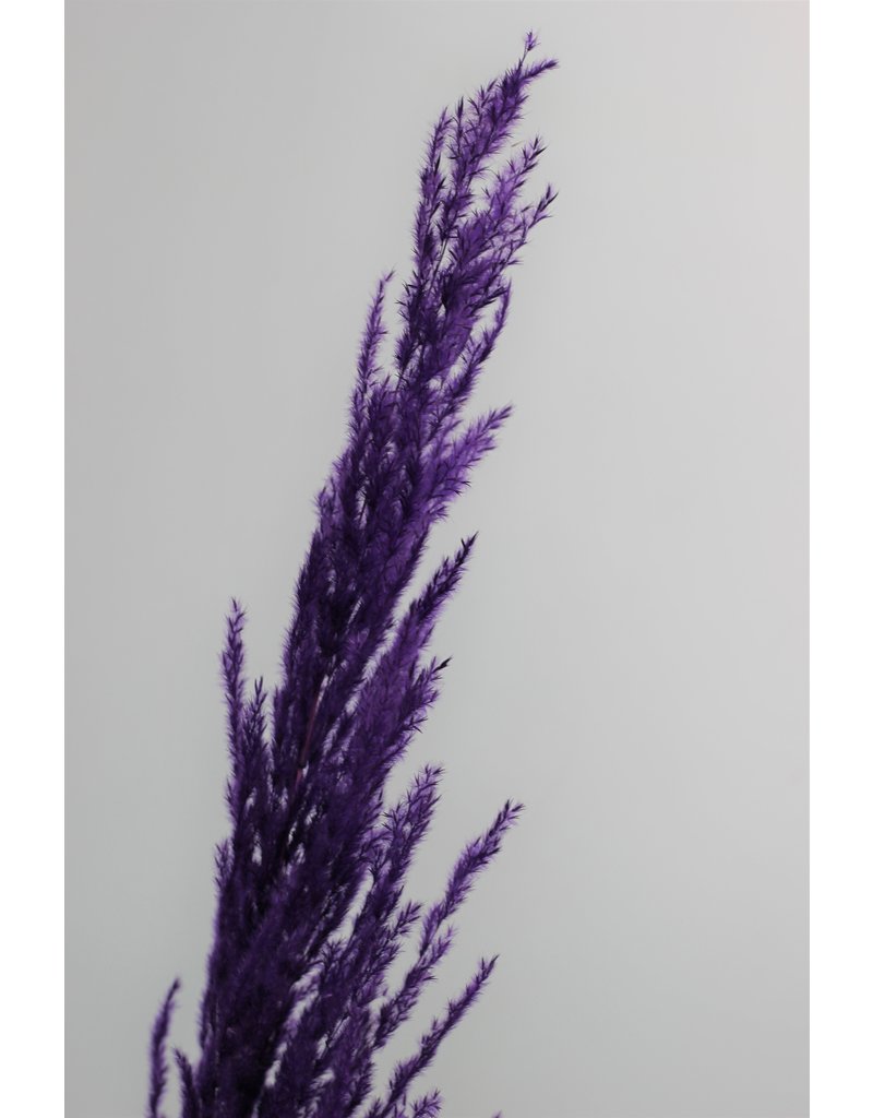 Dried Pampas Grass - Rich Colour Mix, 3 Stems, 120 cm in UK