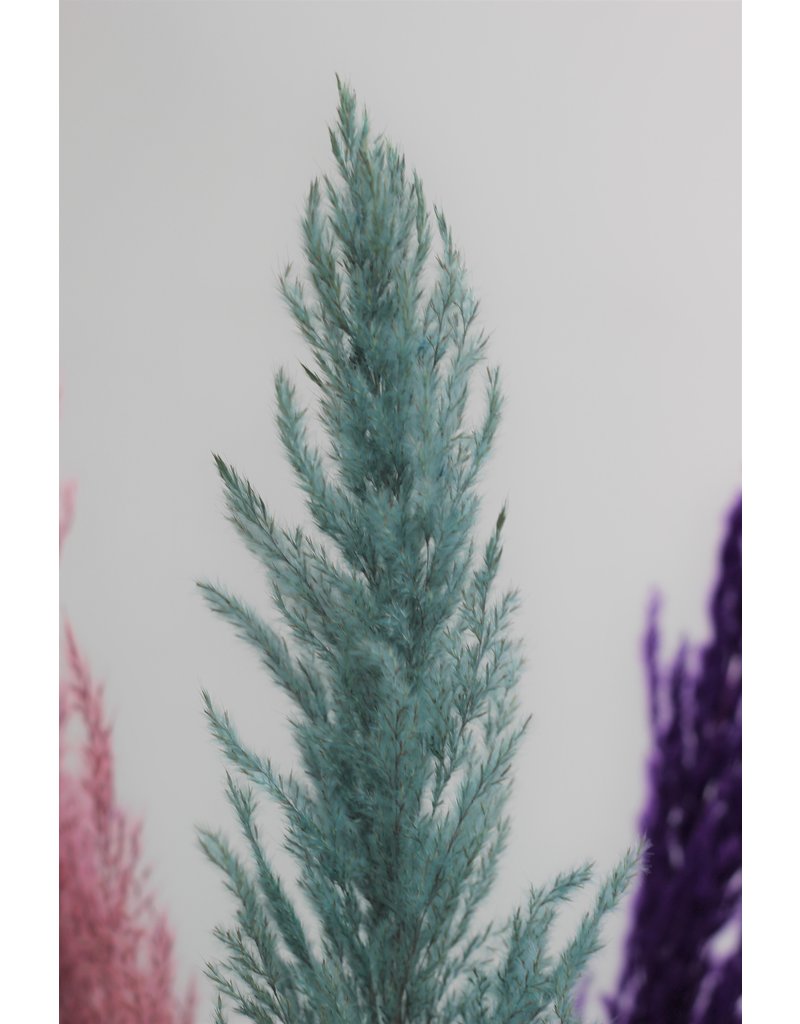 Dried Pampas Grass - Rich Colour Mix, 3 Stems