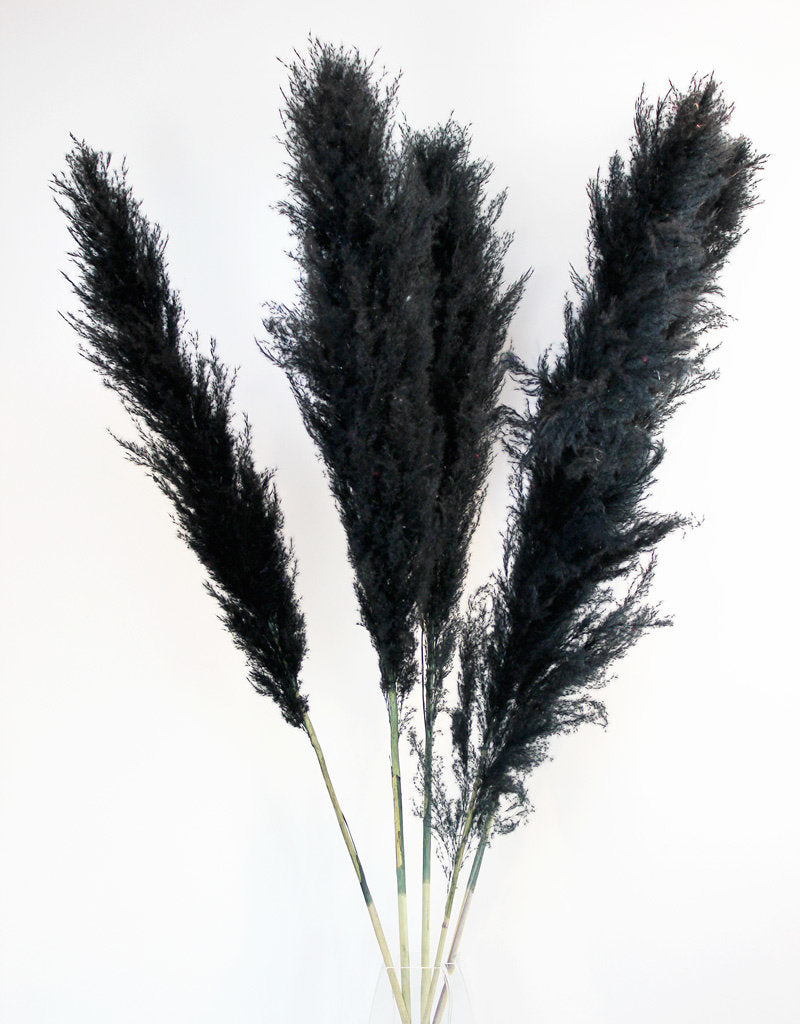 Black Pampas Grass