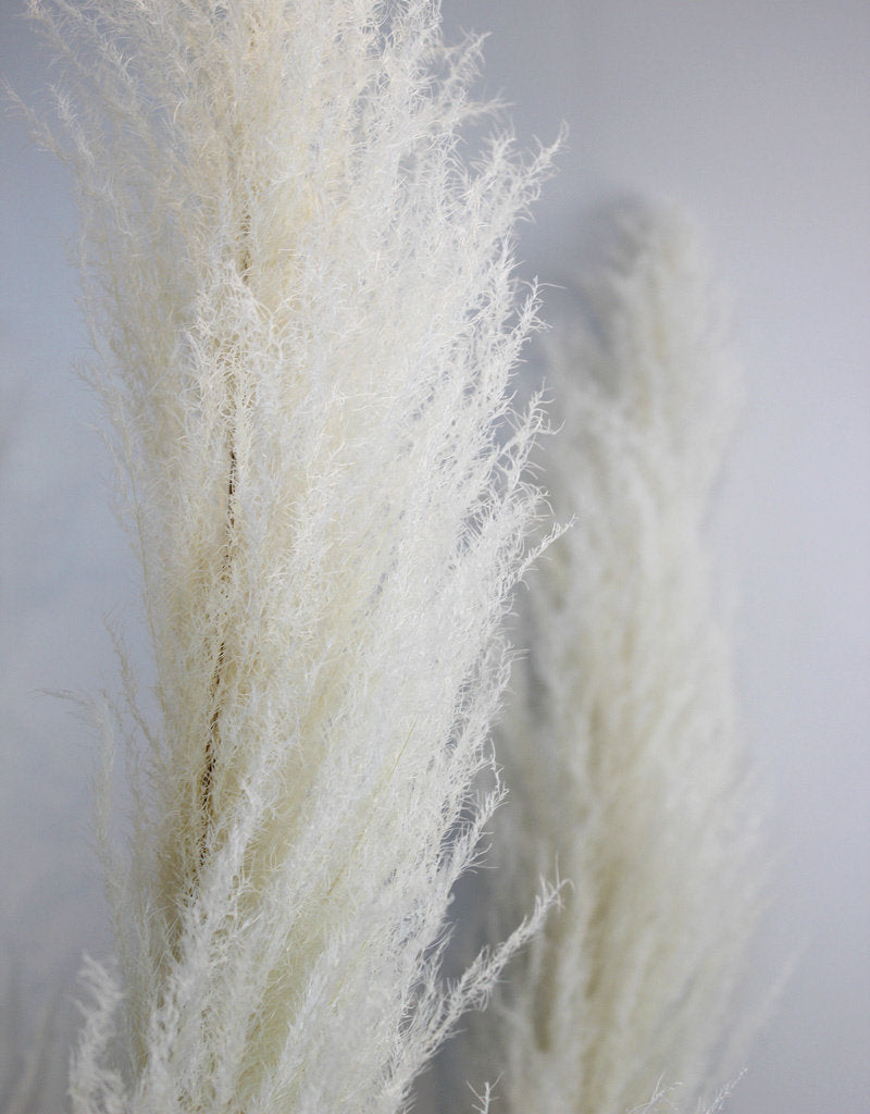 Buy Dried Pampas Grass - Bleached