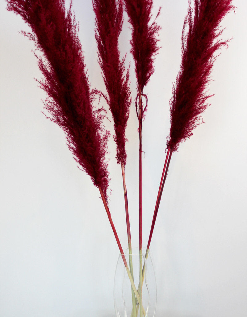 Dried Pampas Grass - Bordeaux Red, XL, 2 Stems, 140 cm