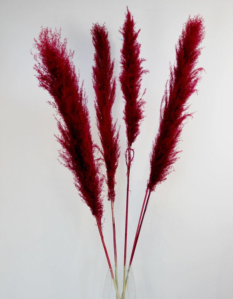 Dried Pampas Grass - Bordeaux Red, XL, 2 Stems