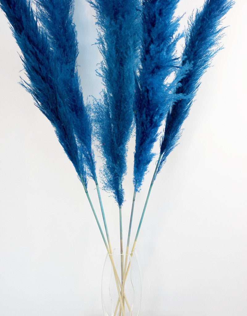 Dried Pampas Grass - Dark Blue, XL, 2 pc