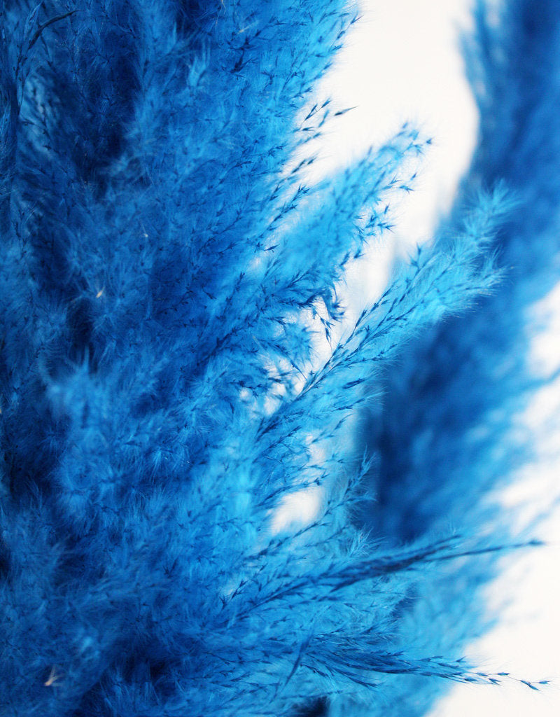Dried Pampas Grass - Dark Blue, XL, 2 Stems