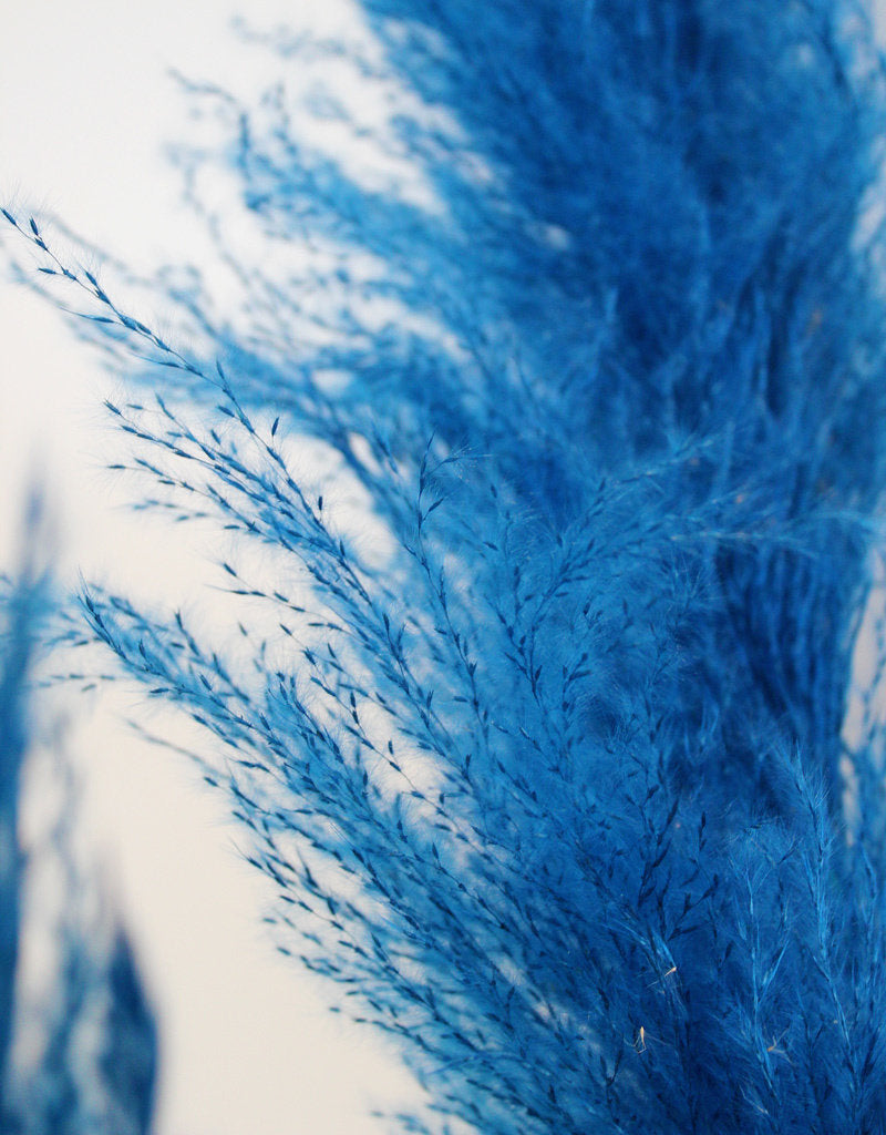 Dried Pampas Grass - Dark Blue, XL, 2 Stems, 140 cm in UK