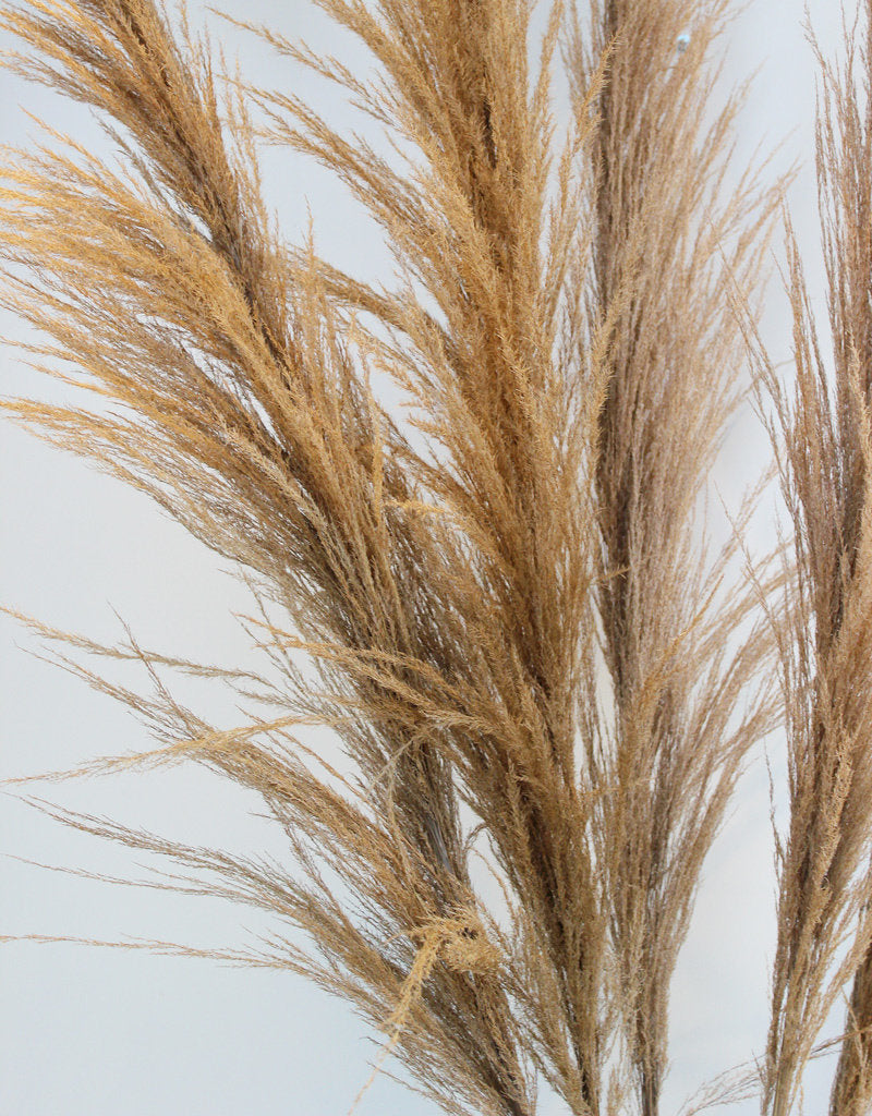 Dried Pampas Grass - Natural Brown, XL, Fluffy Pampas