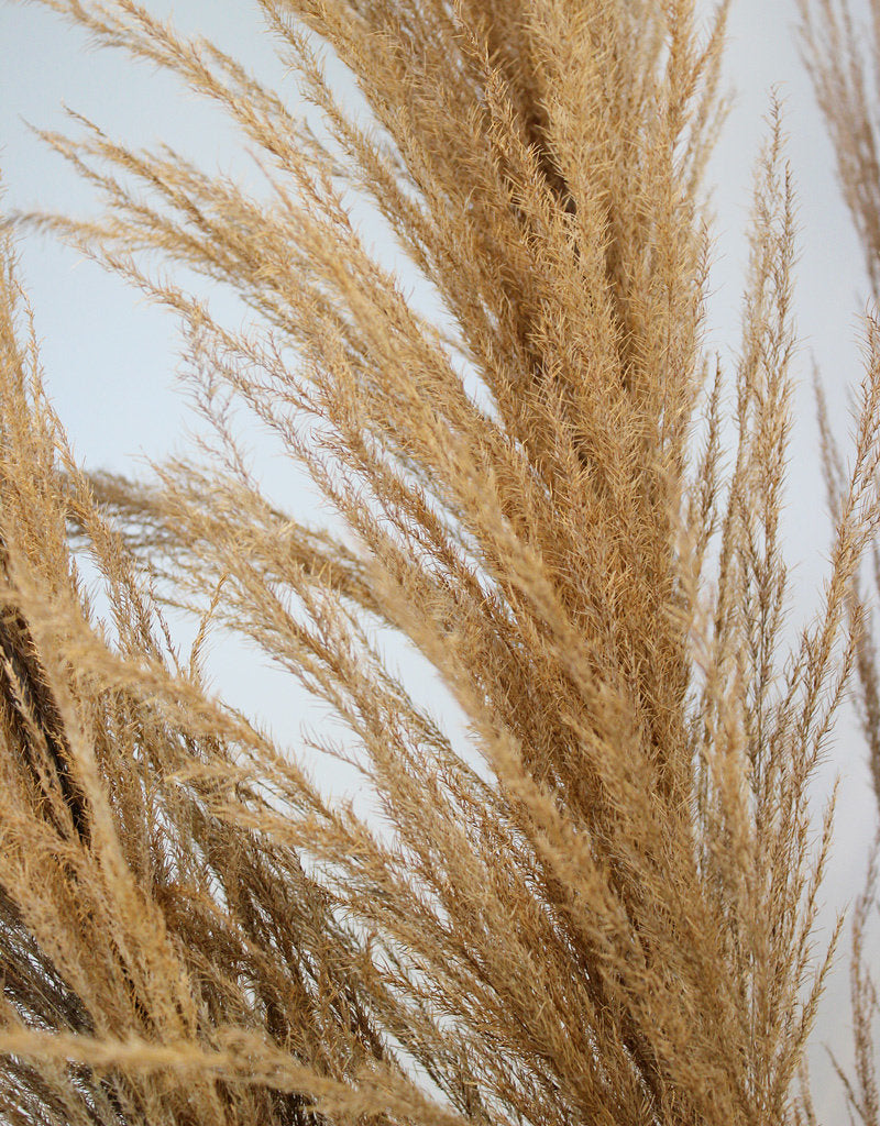 Dried Pampas Grass - Natural Brown, XL in UK