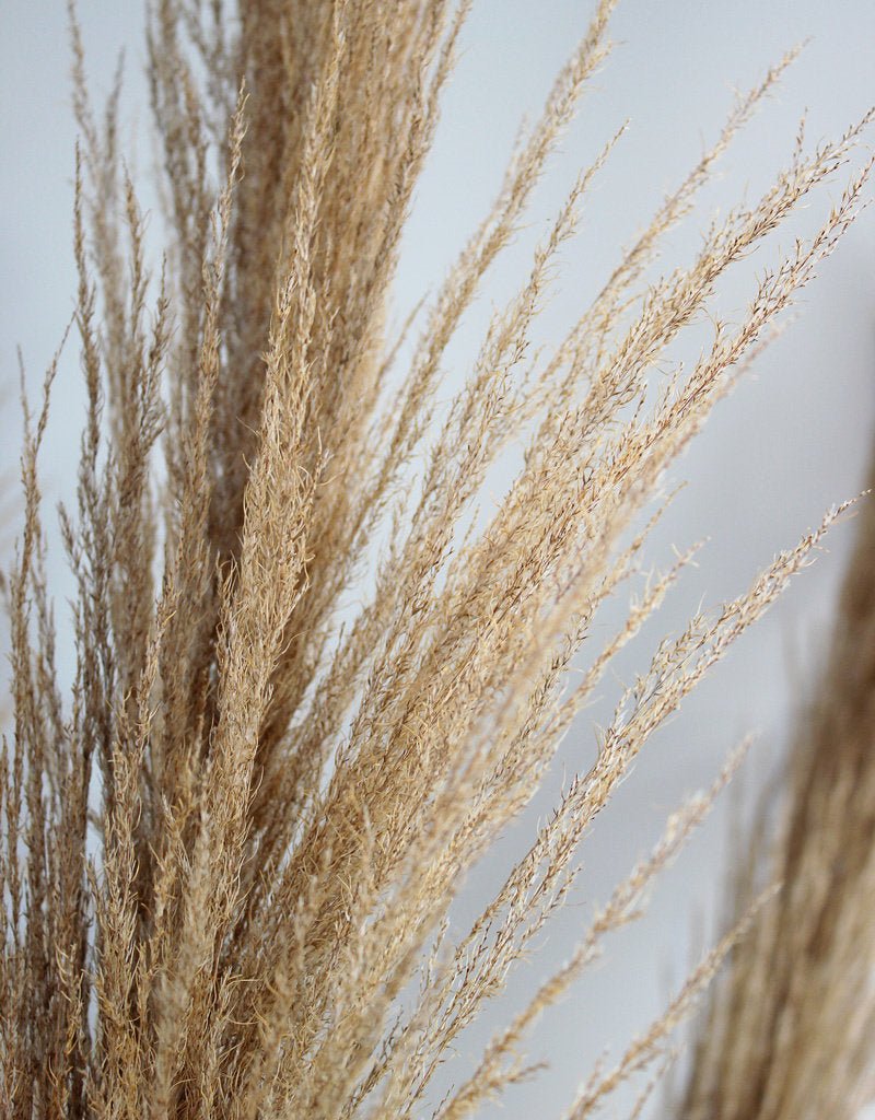 Dried Pampas Grass - Natural Brown, XL, 2 Stems