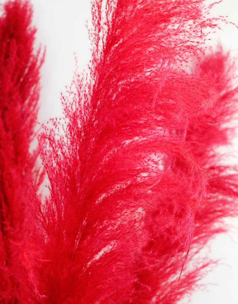 Dried Pampas Grass - Red, XL, 2 Stems