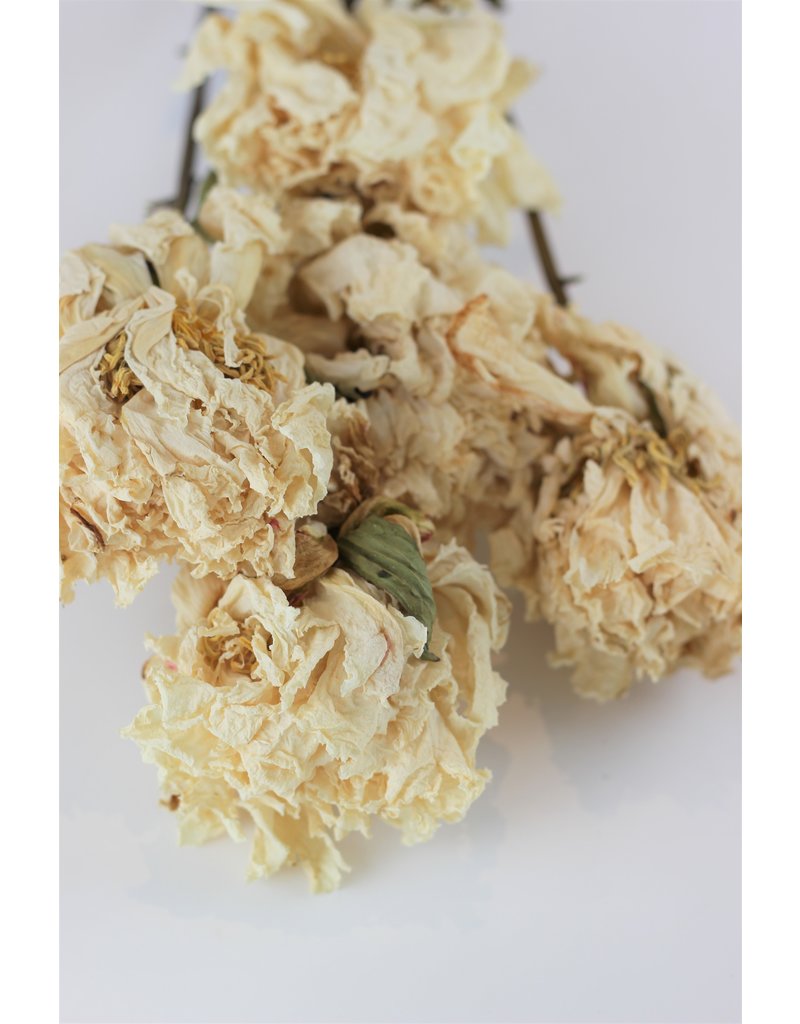 Dried Peony - Cream/Ivory, 5 Stems