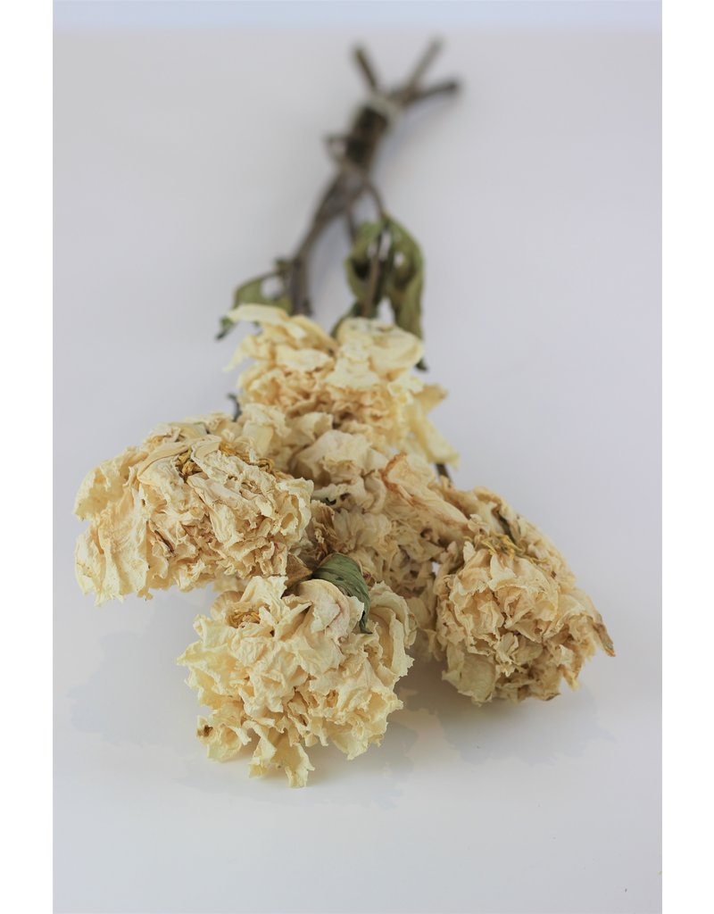 Dried Peony - Cream/Ivory, 5 Stems, 55 cm