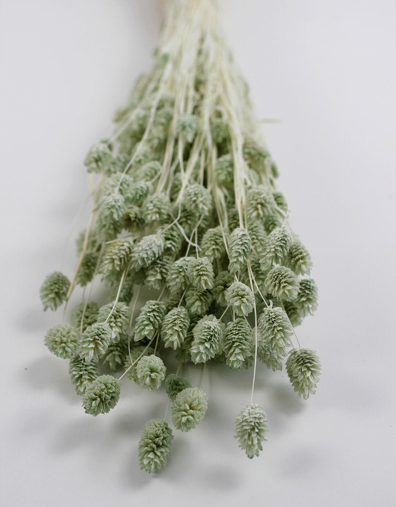 Dried Phalaris - Mint Green Bunch, 70 cm in UK
