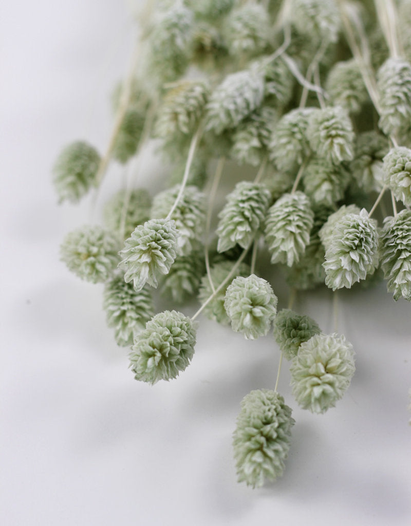 Dried Phalaris - Mint Green Bunch, 70 cm