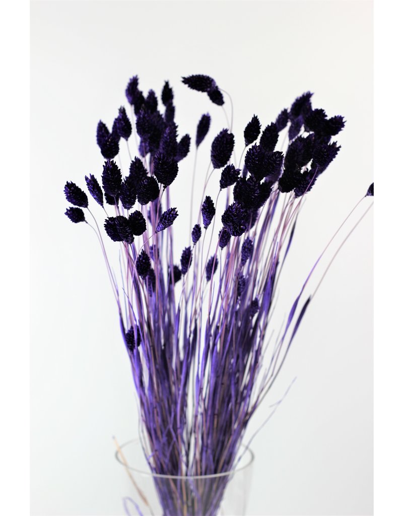 Dried Phalaris - Purple Bunch, 60 cm