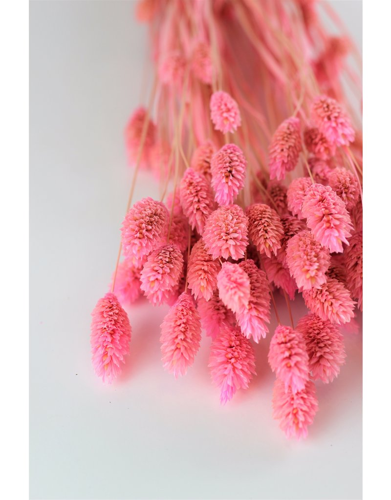 Dried Phalaris - Soft Pink Bunch