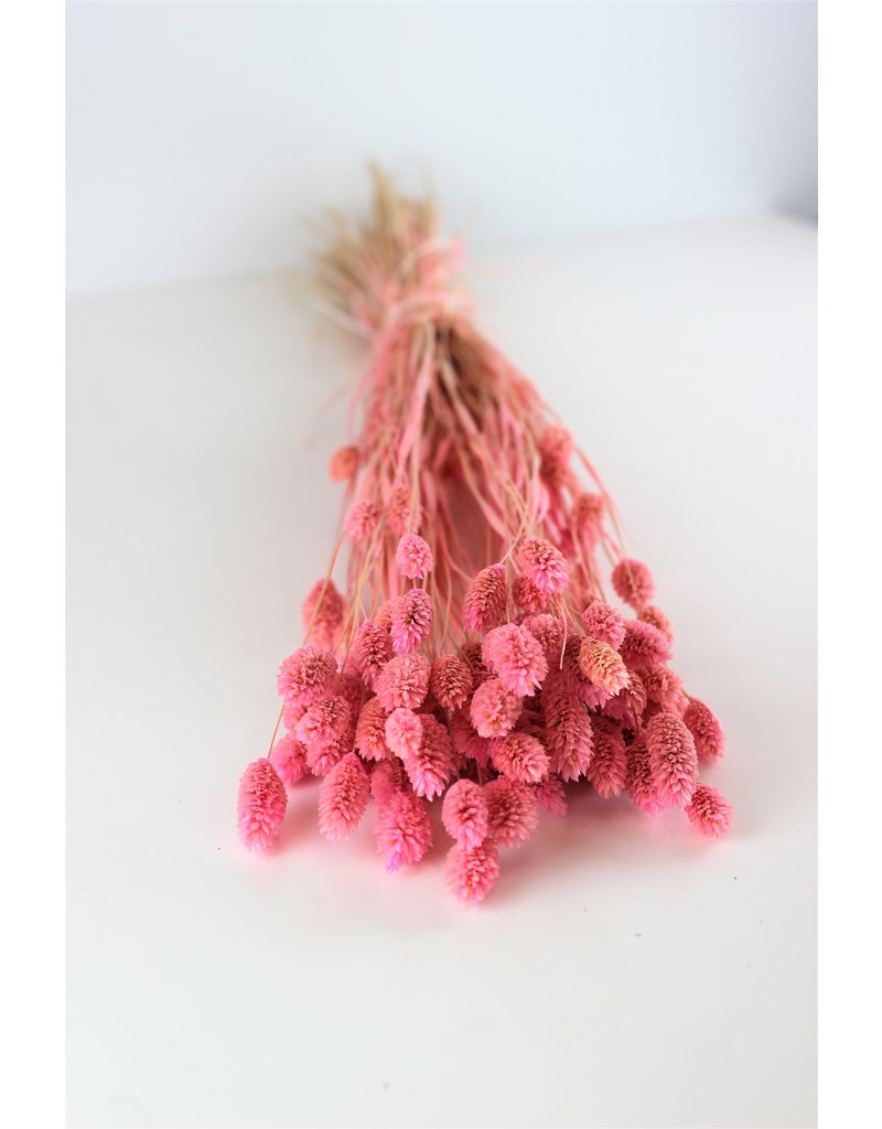 Dried Phalaris - Soft Pink Bunch, 100 grams, 60 cm