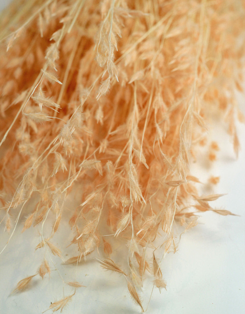 : Dried Princess Grass - Light Pink Bunch