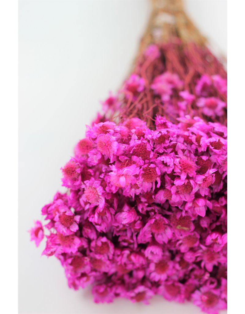 Dried Rodanthe - Hot Pink Bunch in UK