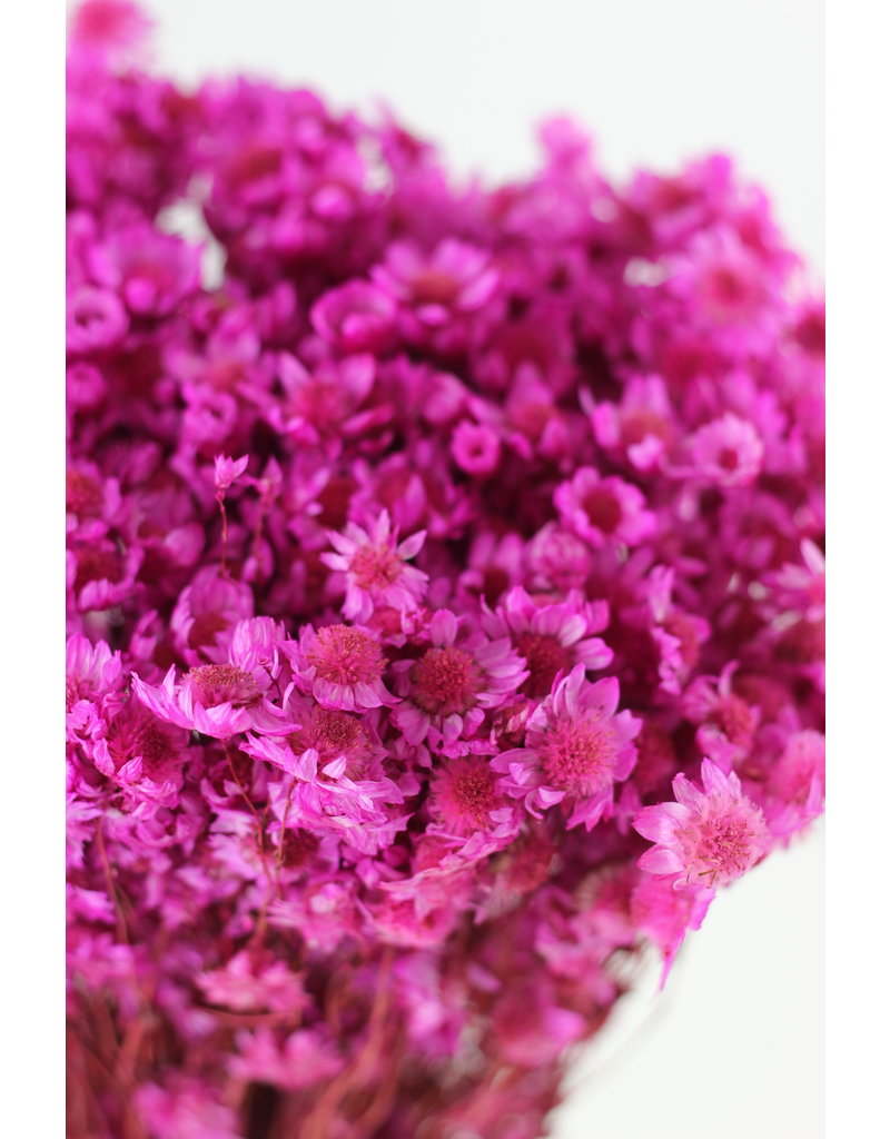Dried Rodanthe - Hot Pink Bunch