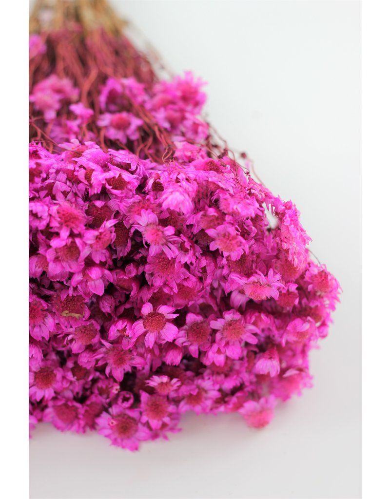 Dried Rodanthe - Hot Pink Bunch, 250 grams