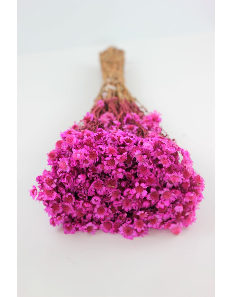 Dried Rodanthe - Hot Pink Bunch, 250 grams, 50 cm