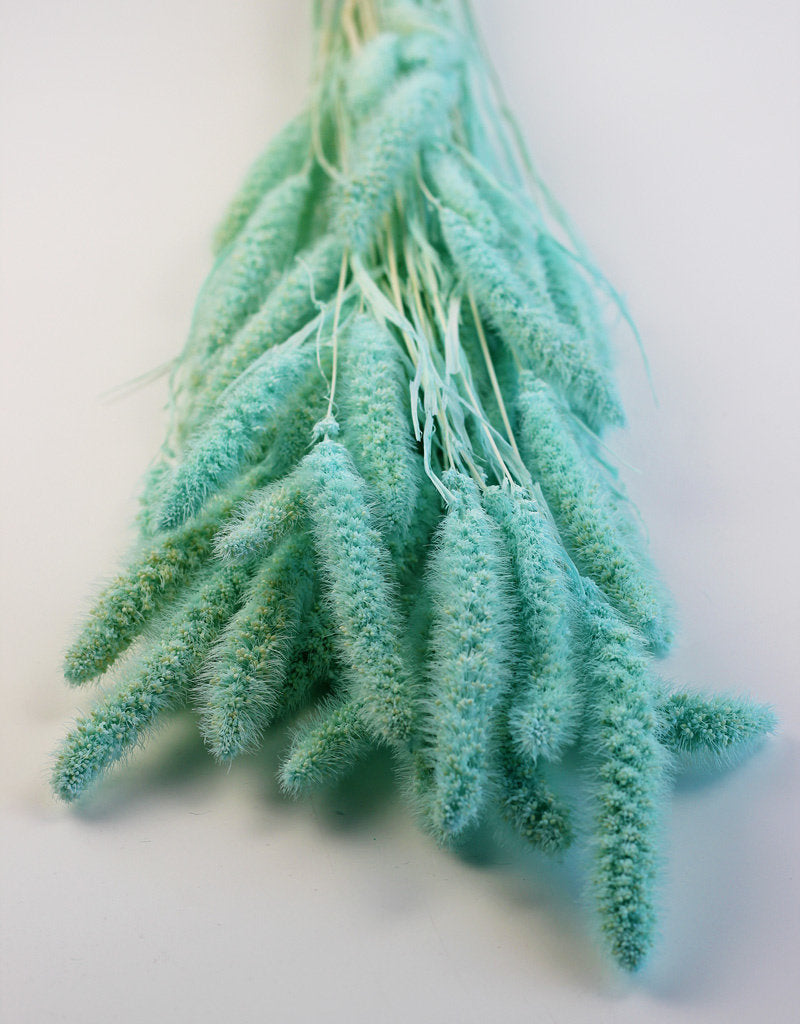 Dried Setaria - Aqua Blue Bunch in UK