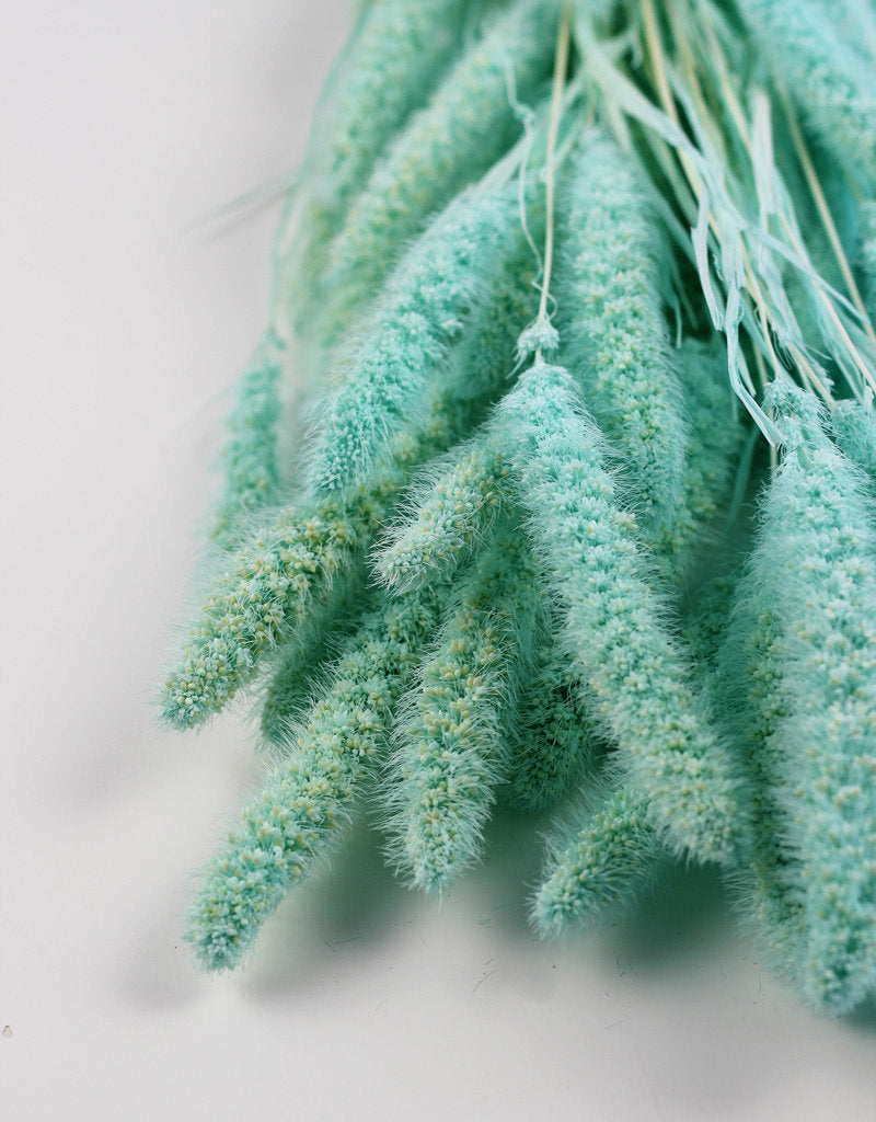 Dried Setaria - Aqua Blue Bunch