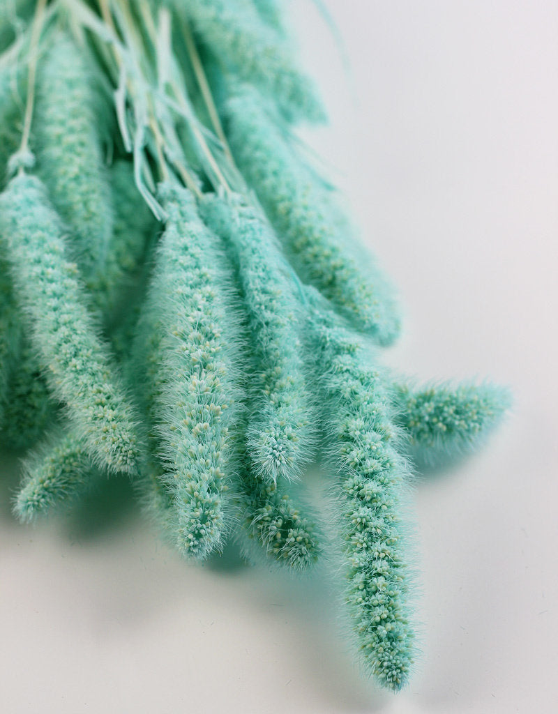 Dried Setaria - Aqua Blue Bunch, 170 grams